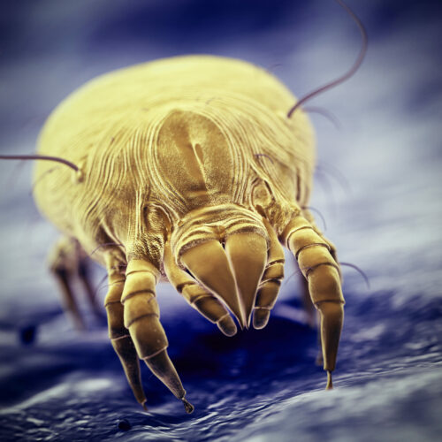 3d rendered illustration of a house dust mite